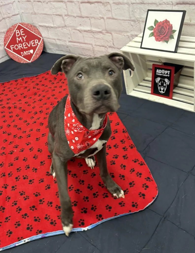 Spring Whisper thumbnail 5