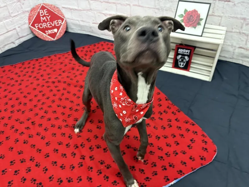 Spring Whisper thumbnail 6