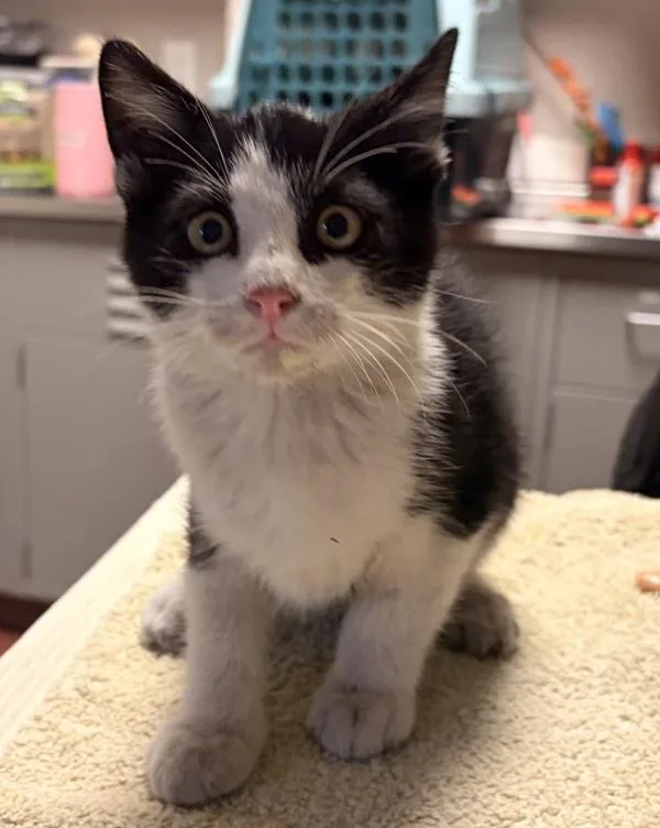 A baby small-sized male Domestic Short Hair cat named Creek for adoption in Oakland, CA