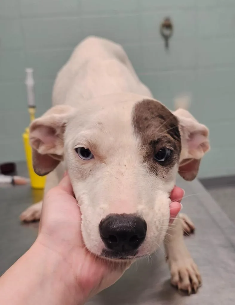 A baby medium-sized female Terrier dog named Phoebe for adoption in Athens, TN