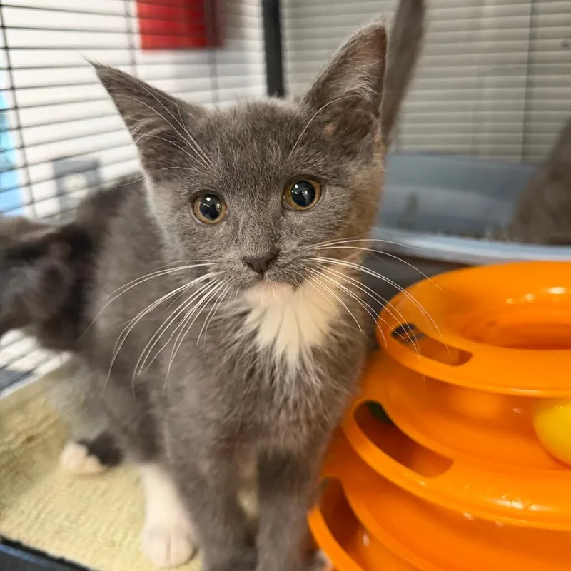 A baby small-sized male Domestic Short Hair cat named Boo for adoption in Hampton Bays, NY