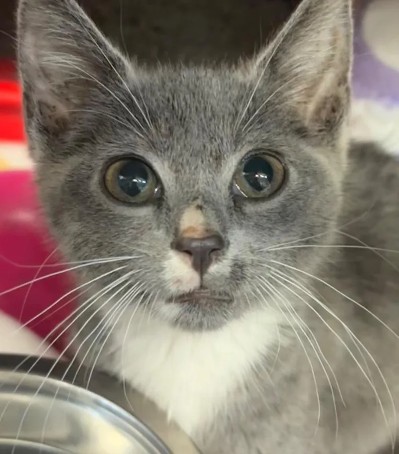 A baby small-sized male Domestic Short Hair cat named Tazzy for adoption in Elizabethton, TN