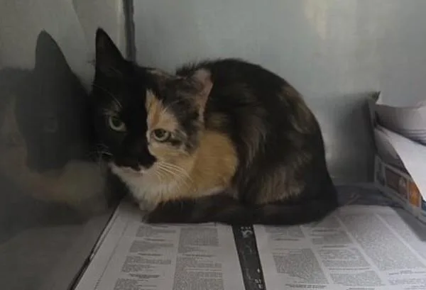 An adult medium-sized female Domestic Medium Hair cat named a Beth for adoption in Dallas, GA