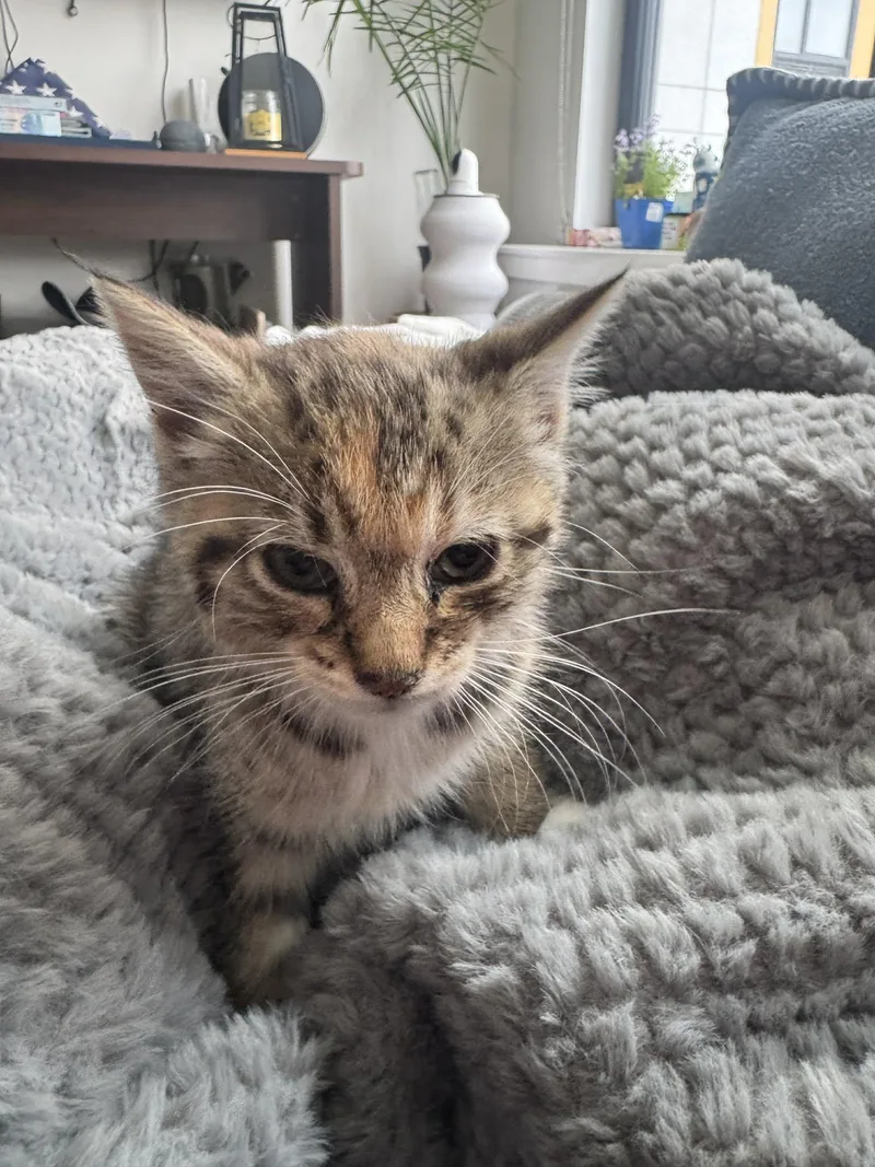 A baby small-sized female Torbie cat named Seven for adoption in Bayonne, NJ