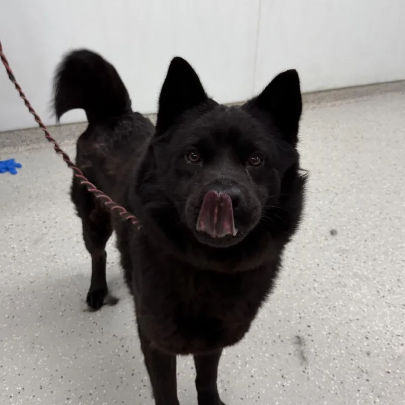 An adult medium-sized male Black Chow Chow dog named Sammi for adoption in Indianapolis, IN