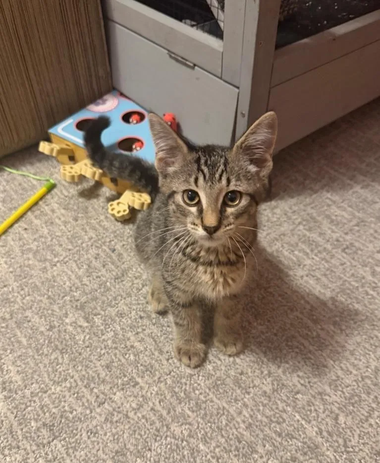 A baby small-sized male Tabby (Brown / Chocolate) Domestic Short Hair cat named Burrito for adoption in East Lansing, MI