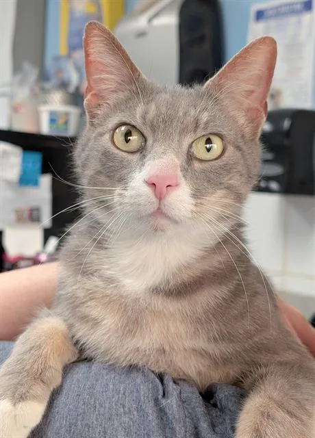 An adult small-sized male Domestic Short Hair cat named Douji for adoption in Canfield, OH