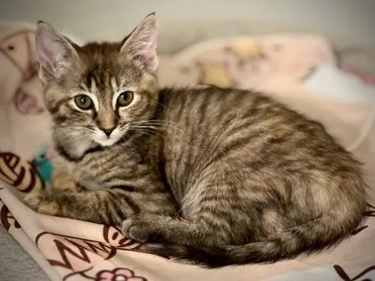 A young small-sized female Domestic Short Hair cat named A Penny Benjamin Petsmart for adoption in North Charleston, SC