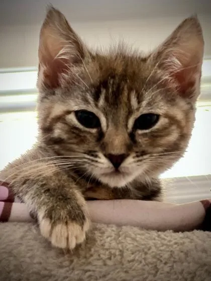 A Penny Benjamin Petsmart thumbnail 2