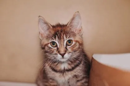A Penny Benjamin Petsmart thumbnail 3
