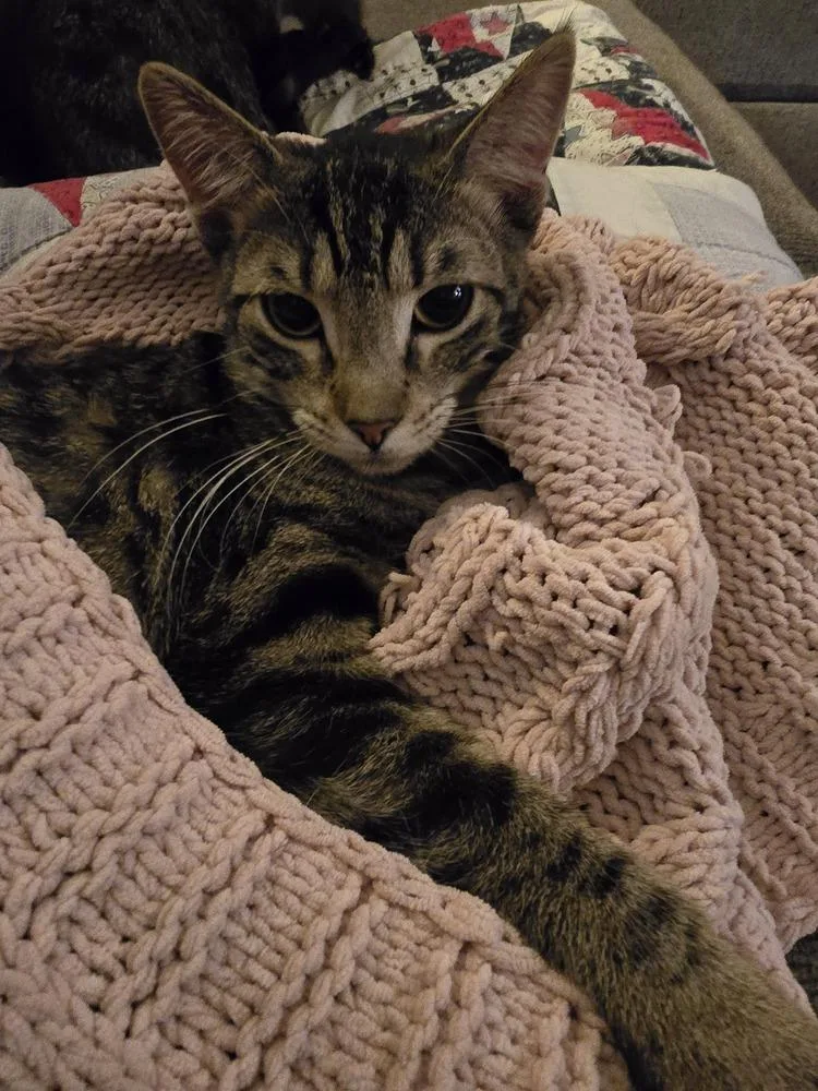 Ac Pippi