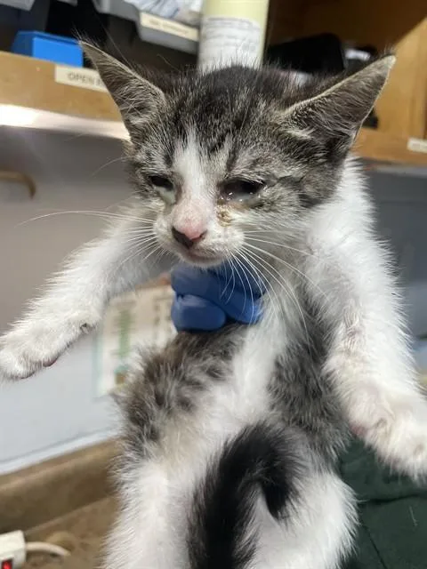 A baby small-sized female Domestic Short Hair cat named Lisa for adoption in Tallahassee, FL