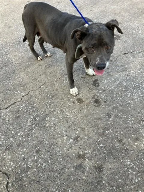 An adult large-sized female Pit Bull Terrier dog named Sara for adoption in Dallas, TX