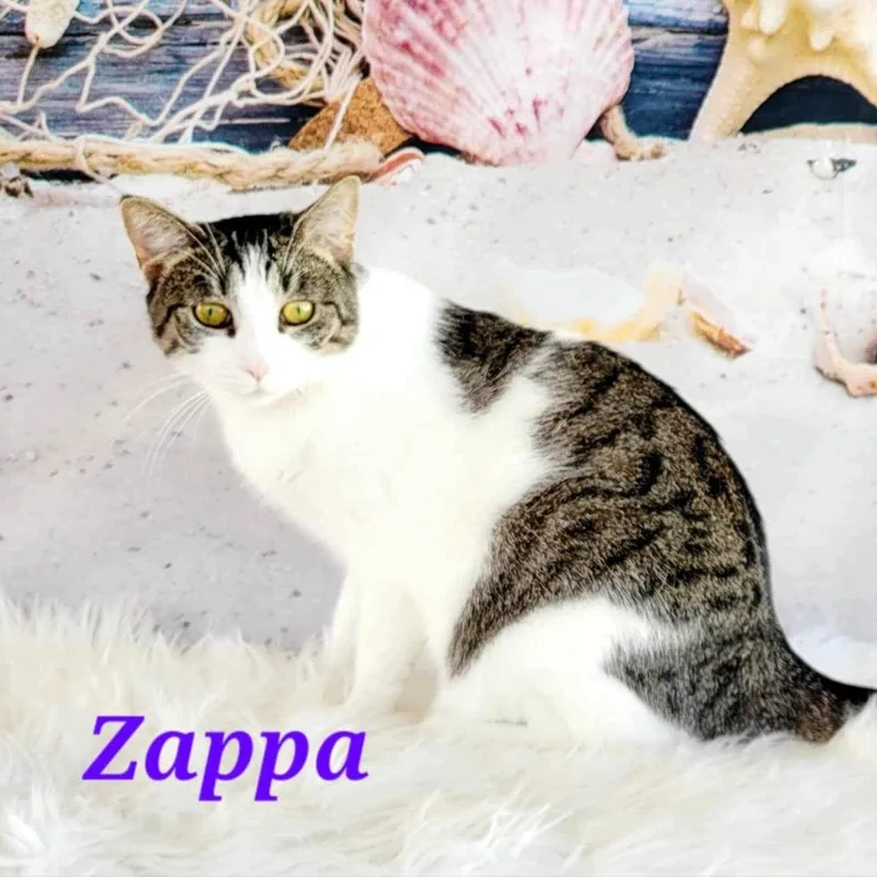 Zappa