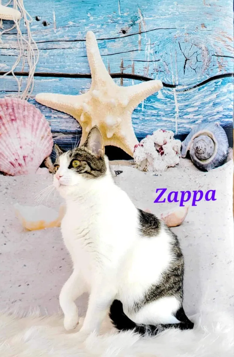 Zappa thumbnail 5