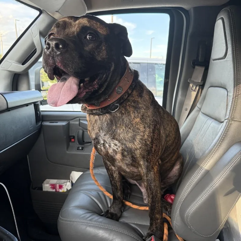 An adult small-sized male Brindle Mastiff dog named Twister for adoption in St. Louis, MO