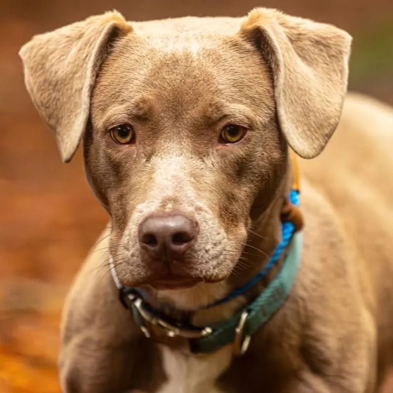 A young medium-sized male Yellow / Tan / Blond / Fawn Mixed Breed dog named Milo for adoption in Decatur, GA