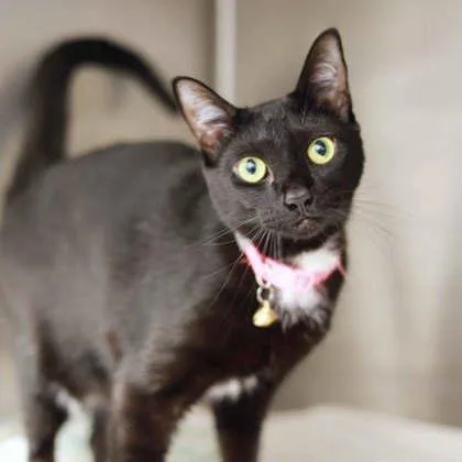 An adult small-sized female Black Domestic Short Hair cat named Leo for adoption in Atlanta, GA