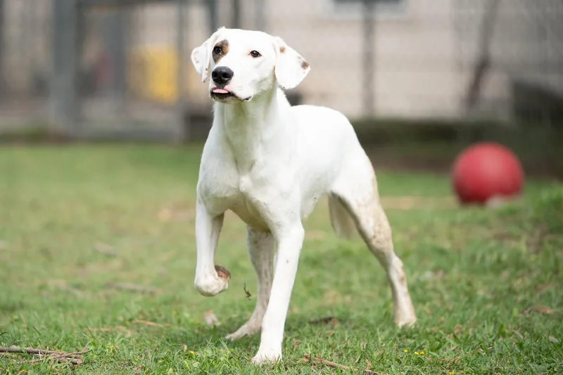 A young medium-sized male White / Cream American Staffordshire Terrier dog named Mutsu for adoption in Tomball, TX