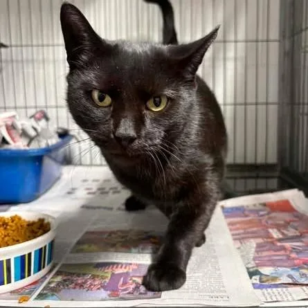A young small-sized female Black Domestic Short Hair cat named Marie Antoinette for adoption in Washington, DC