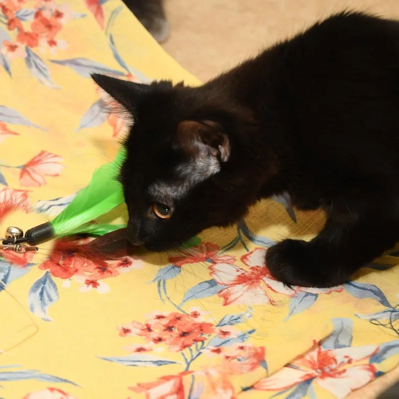 A baby small-sized female Black Domestic Long Hair cat named Shoosh Four for adoption in Natick, MA