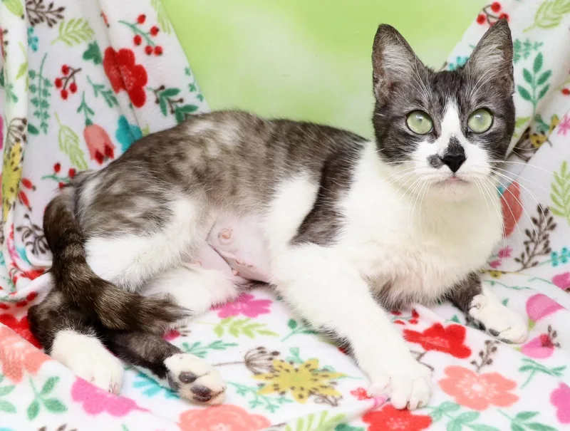 Hersberry thumbnail 2