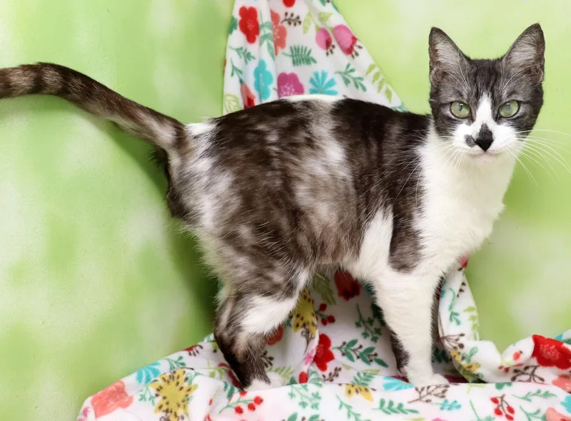 Hersberry thumbnail 3