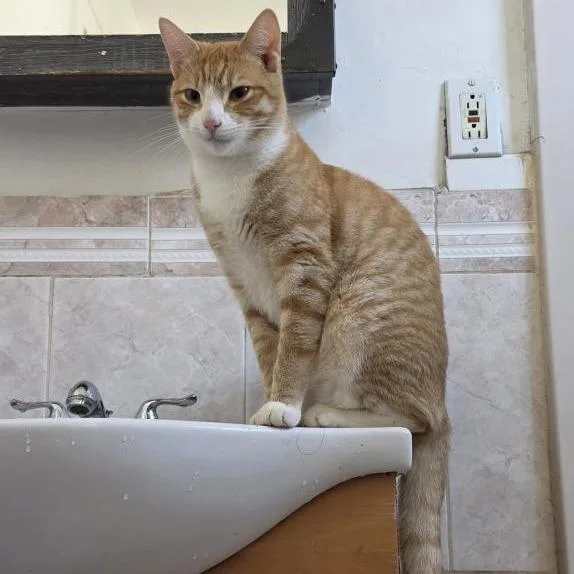 An adult medium-sized male Orange / Red Domestic Short Hair cat named Simba for adoption in East Hampton, NY