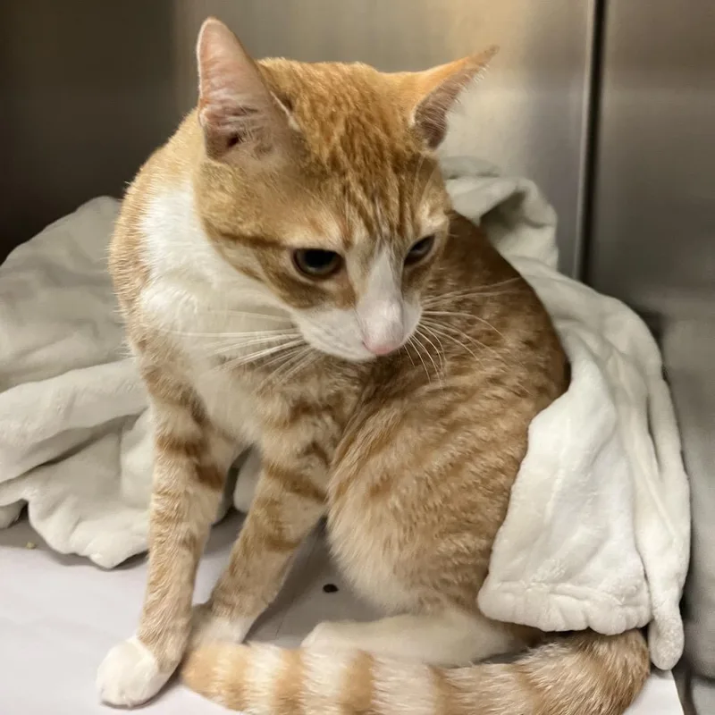 Simba thumbnail 3