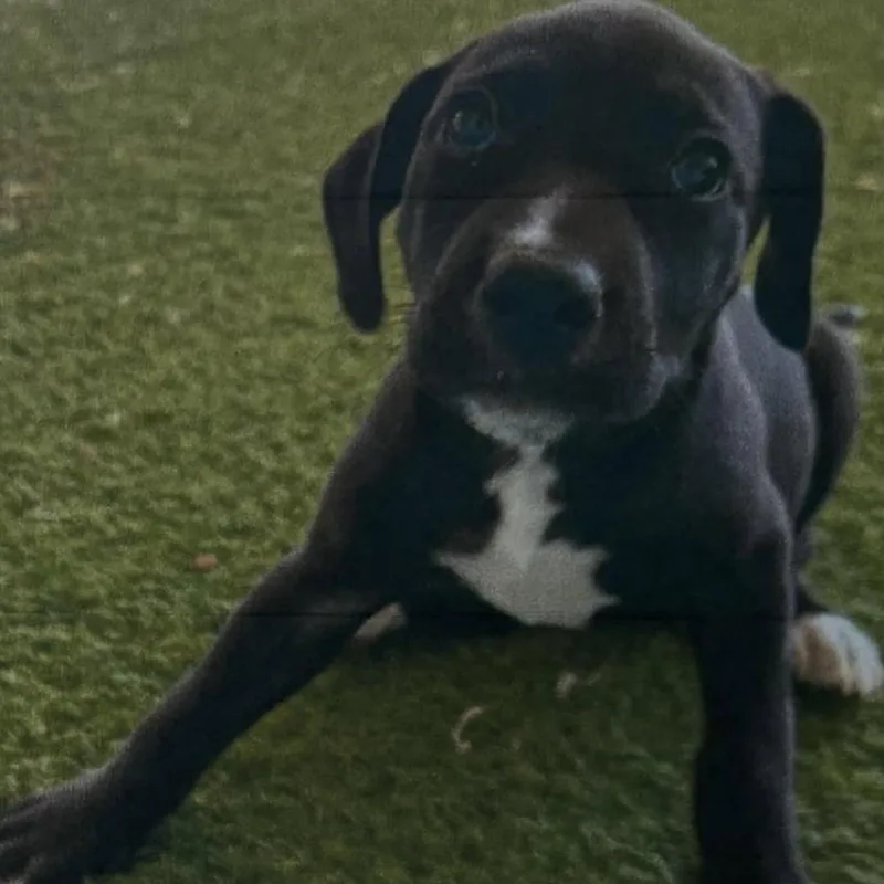A baby medium-sized female Black Mixed Breed dog named Jersey for adoption in Long Island City, NY