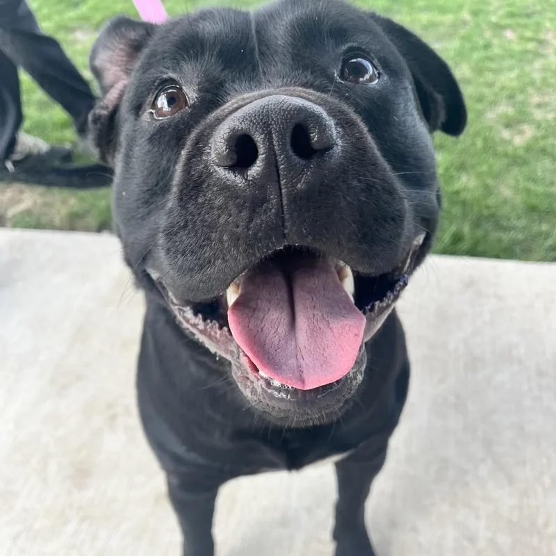 A young large-sized male Black Pit Bull Terrier dog named Oso for adoption in Champaign, IL