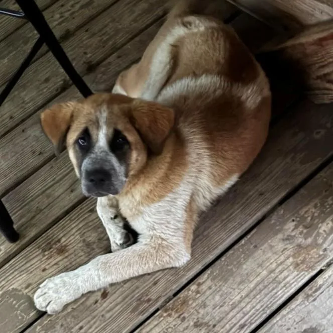 A baby extra large-sized female Saint Bernard dog named Mirabelle for adoption in Rensselaer, NY