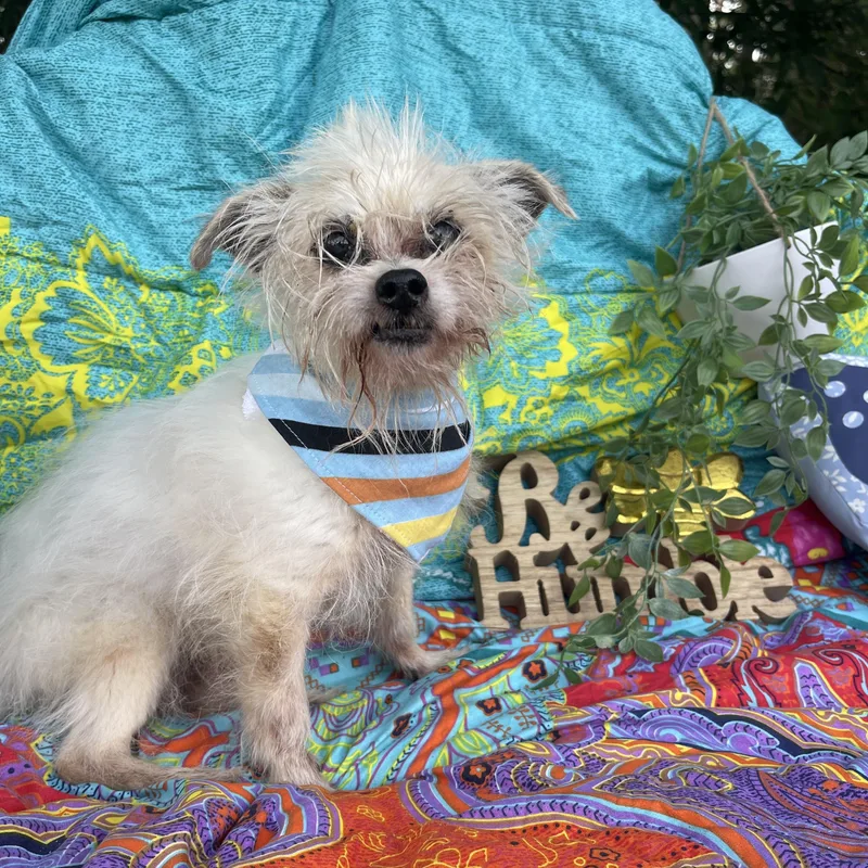 A senior small-sized male Maltese dog named Johnson for adoption in Sebring, FL