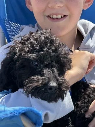 A baby small-sized male Poodle dog named Kolby for adoption in Fort Worth, TX