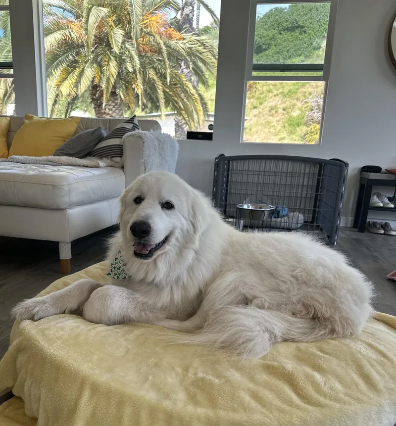 An adult extra large-sized male Great Pyrenees dog named Wolfie for adoption in Camarillo, CA