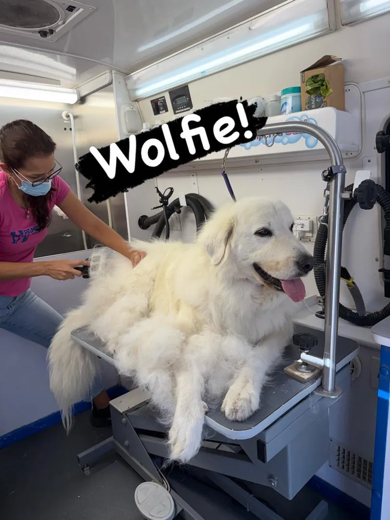 Wolfie thumbnail 4
