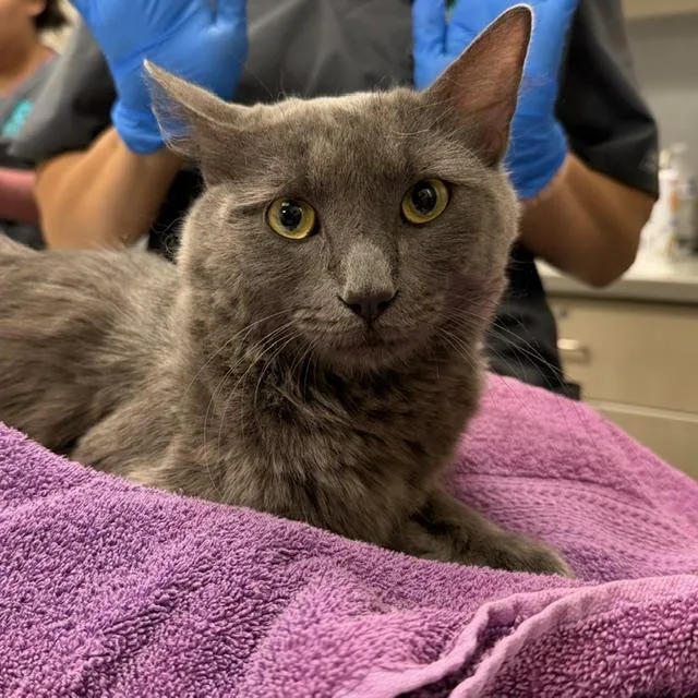 An adult small-sized male Domestic Medium Hair cat named Moscow for adoption in Las Vegas, NV