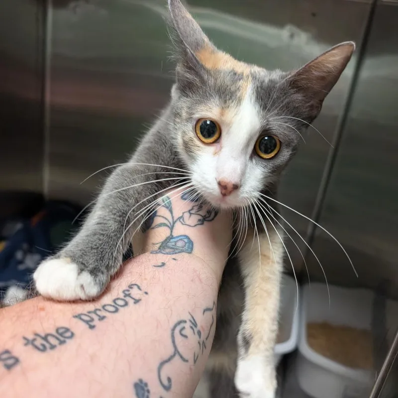 A young medium-sized female Calico Domestic Short Hair cat named Blink for adoption in Titusville, FL