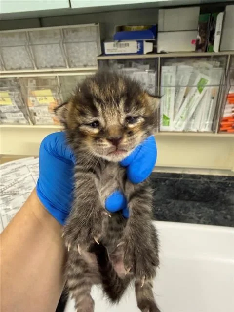 A baby small-sized male Brown / Chocolate Domestic Short Hair cat named Batman for adoption in Woodland, CA