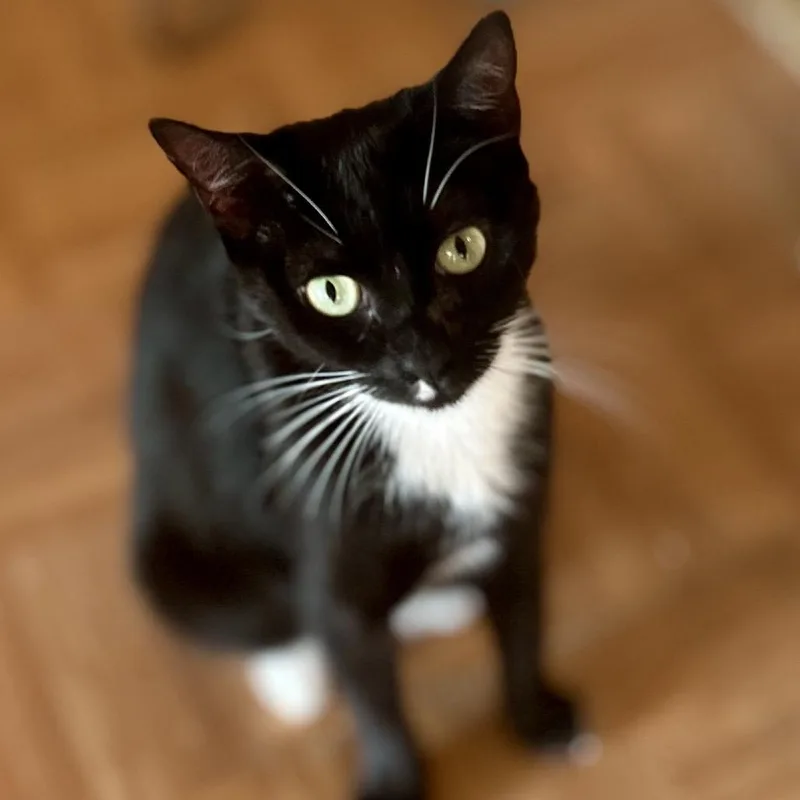 An adult small-sized female Black Domestic Short Hair cat named Luna for adoption in Philadelphia, PA