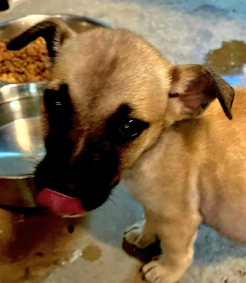 A baby medium-sized male Hound dog named Bass for adoption in Royal Palm Beach, FL