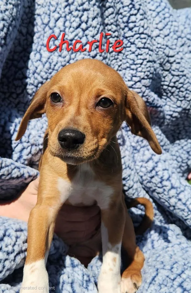 Charlie Brown thumbnail 2