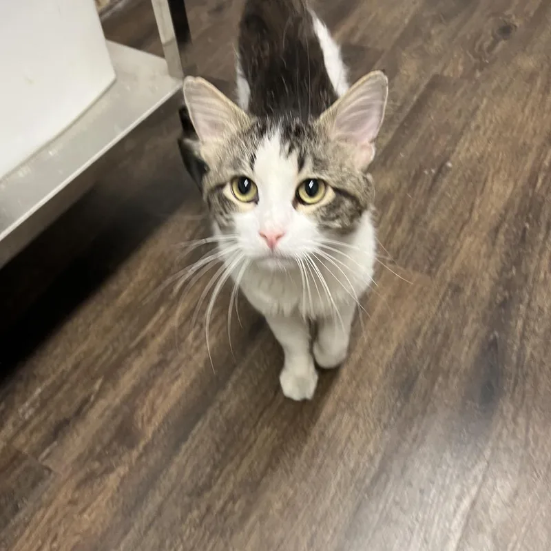 An adult small-sized male White Domestic Long Hair cat named Calvin Dean for adoption in St. Louis, MO