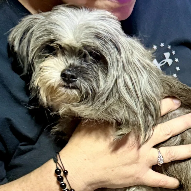 An adult small-sized male Gray / Blue / Silver Shih Tzu dog named Peanut for adoption in Brewton, AL