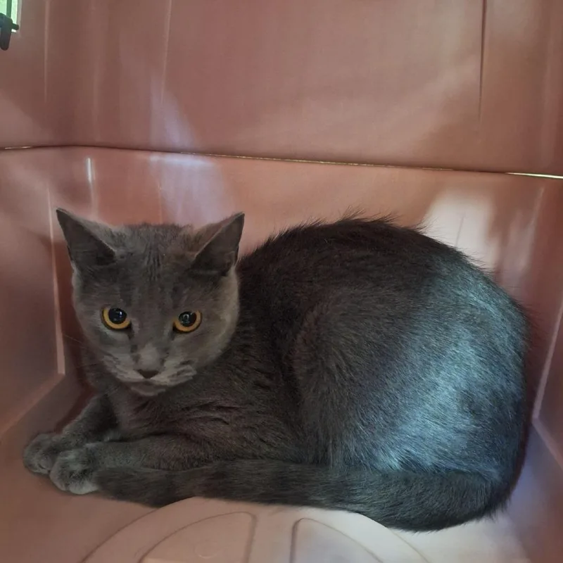 An adult medium-sized female Gray / Blue / Silver Domestic Short Hair cat named Gracie for adoption in Attica, NY