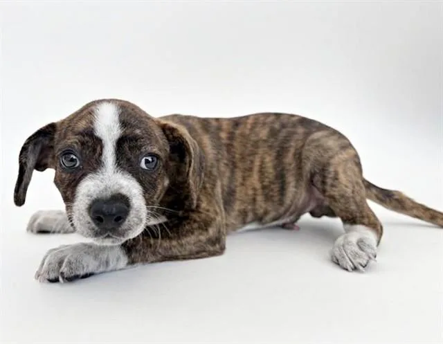 A baby small-sized male Terrier dog named Soldier for adoption in Saint Louis, MO