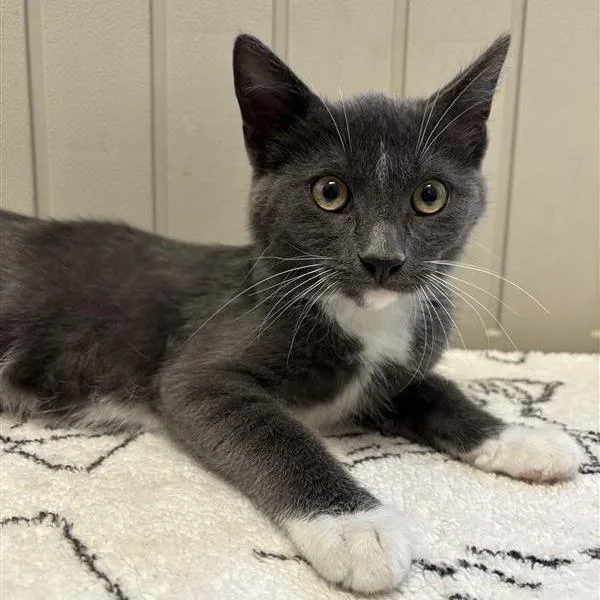 A baby small-sized male Black Domestic Short Hair cat named Cheese for adoption in Hawthorne, CA