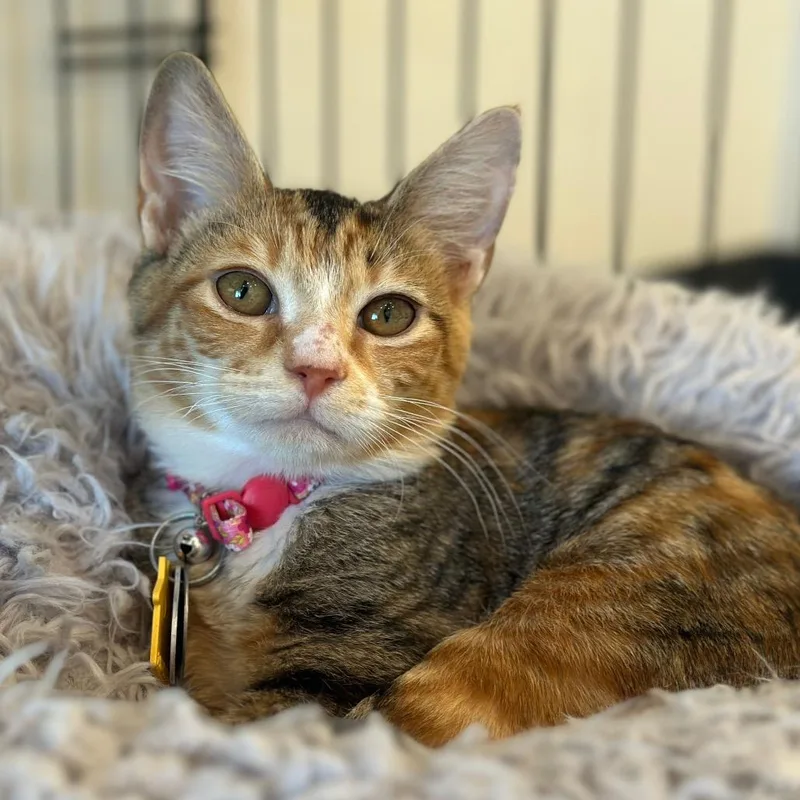 A young small-sized female Domestic Short Hair cat named Ncr Bitsy for adoption in Port Washington, NY
