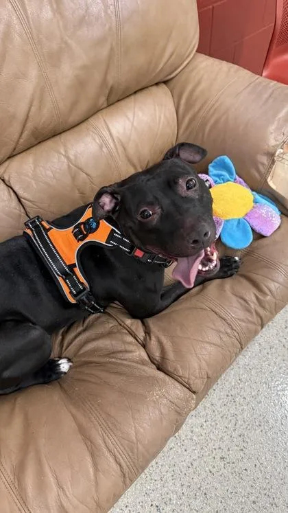 Violet Girl thumbnail 2