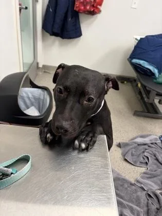 Violet Girl thumbnail 3